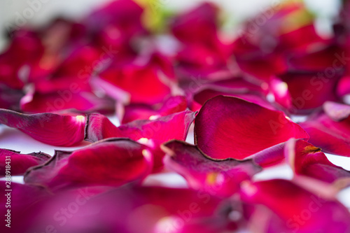The red petals of a dry rose are scattered close up.