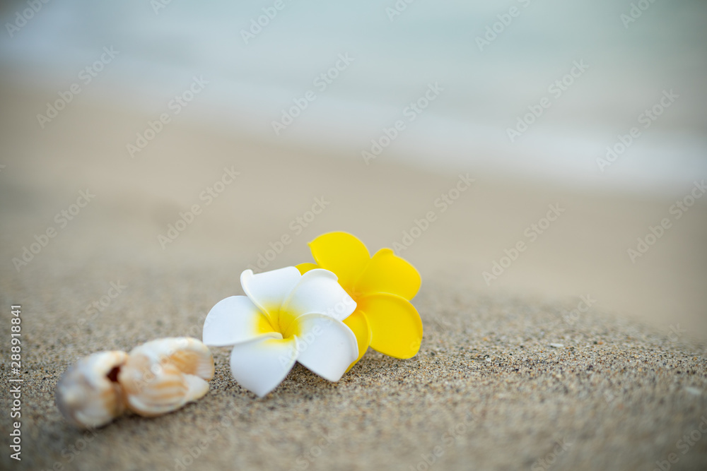砂浜とプルメリアの花 砂浜とプルメリアの花