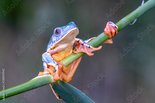 tree frog, Cruziohyla or Phyllomedusa calcarifer, climbing branch tropical Amazon rain forest. This tropical amphibian species lives rainforest of Colombia, Costa Rica, Ecuador, Nicaragua and Panama photo