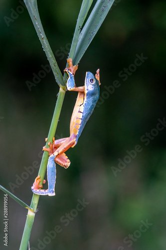 tree frog, Cruziohyla or Phyllomedusa calcarifer, climbing branch tropical Amazon rain forest. This tropical amphibian species lives rainforest of Colombia, Costa Rica, Ecuador, Nicaragua and Panama photo