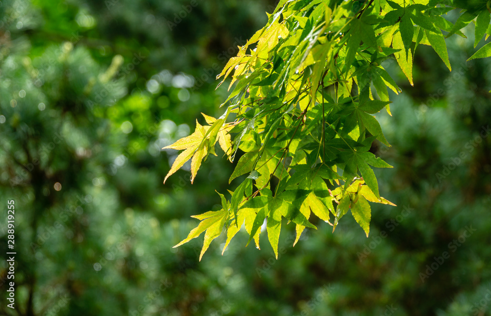 Beautiful spring bright green leaves with red seeds of maple Acer Palmatum against blur green plants on background. Spring landscape, fresh wallpaper, nature background concept Beautiful spring bright green leaves with red seeds of maple Acer Palmatum against blur green plants on background. Spring landscape, fresh wallpaper, nature background concept