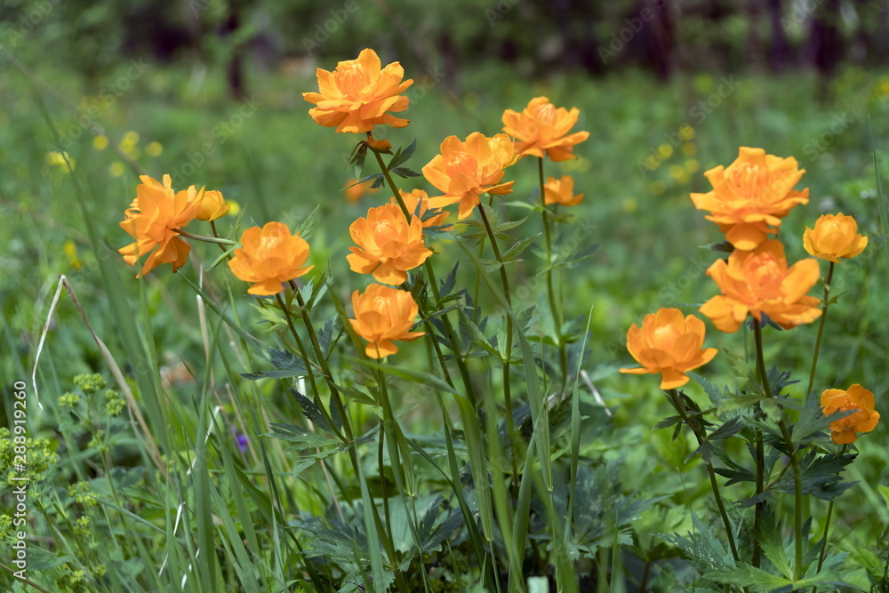 Flowering Twinkle Asian (lat. Trollius asiaticus) in the forest in a clearing, on a summer day.