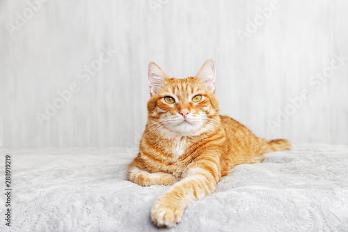 Closeup portrait of ginger cat lying on a bed and looking straight ahead directly into the camera against blurred background. Shallow focus. Copyspace.