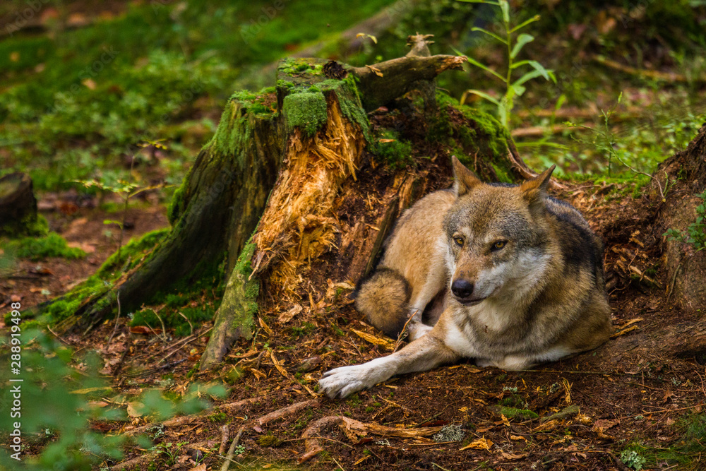 Wolf oder Grauwolf (Canis lupus) Wolf oder Grauwolf (Canis lupus)