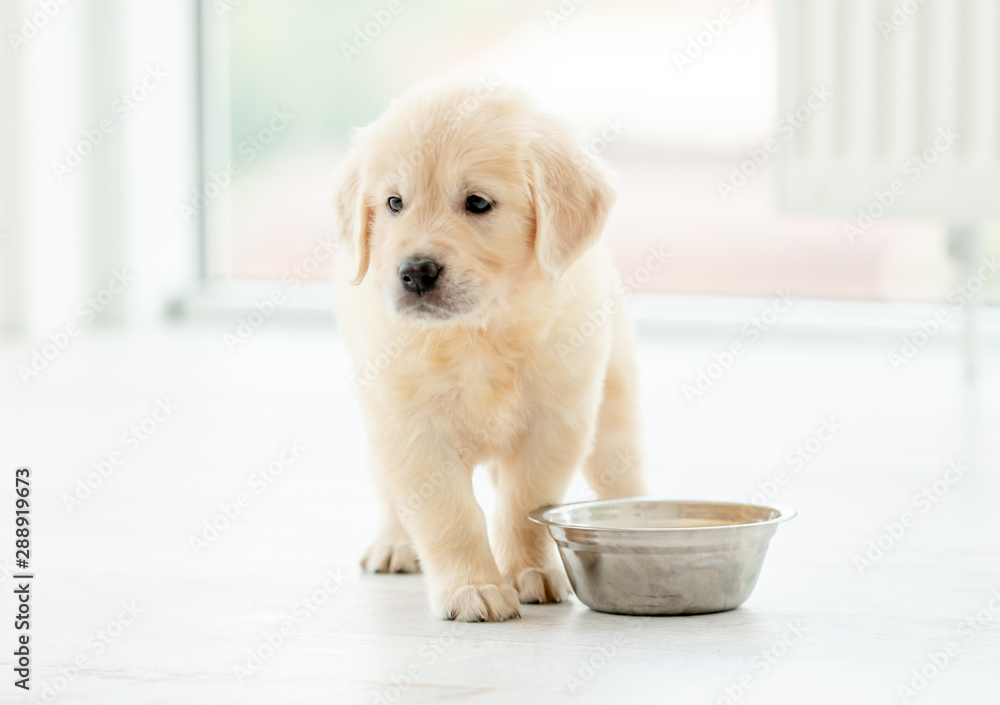 Retriever puppy sits near bowl - obrazy, fototapety, plakaty 