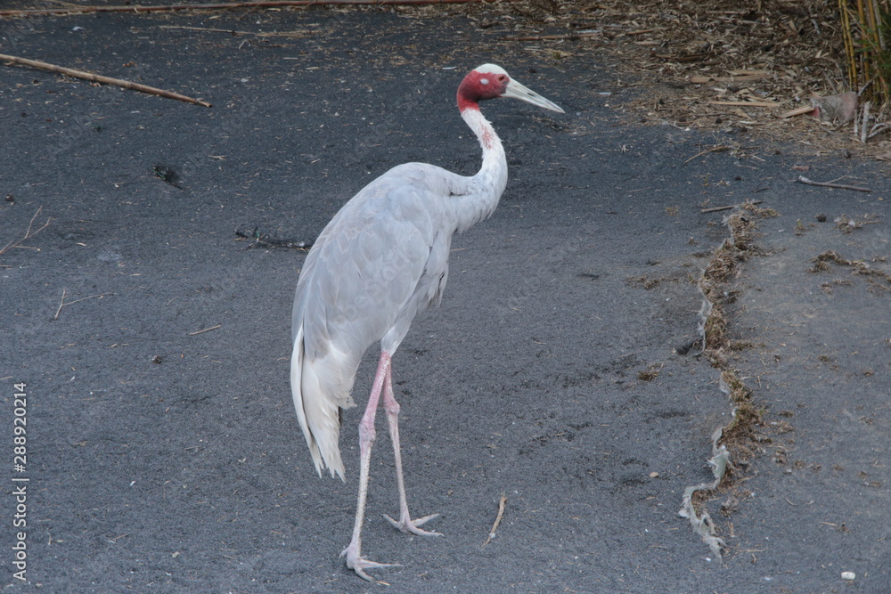 Fototapeta premium Gru anche chiamato Great blue heron 