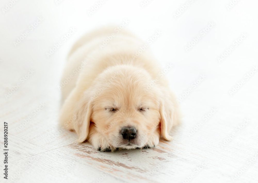 Retriever puppy sleeps calmly Retriever puppy sleeps calmly
