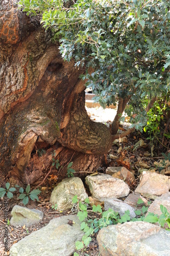 Gnarled Old Tree Amidst Rocks