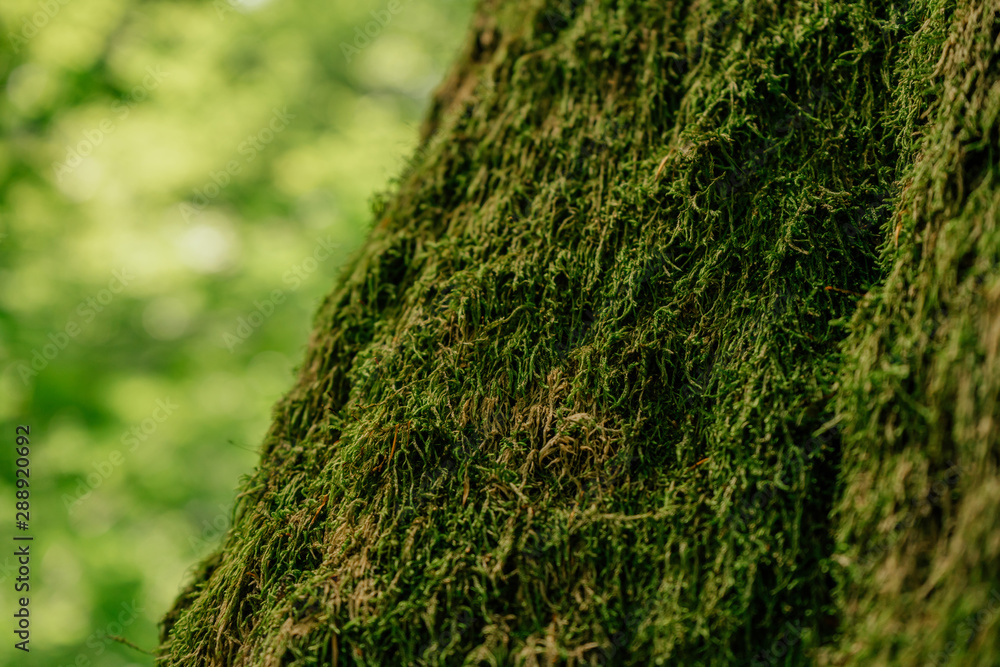 Beautiful closeup of green moss on on tree bark. Beautiful background of moss for wallpaper Beautiful closeup of green moss on on tree bark. Beautiful background of moss for wallpaper