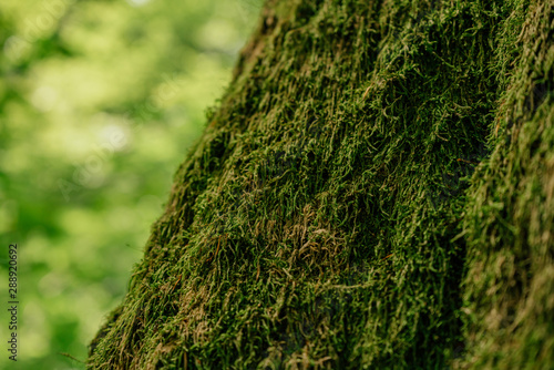Beautiful closeup of green moss on on tree bark. Beautiful background of moss for wallpaper
