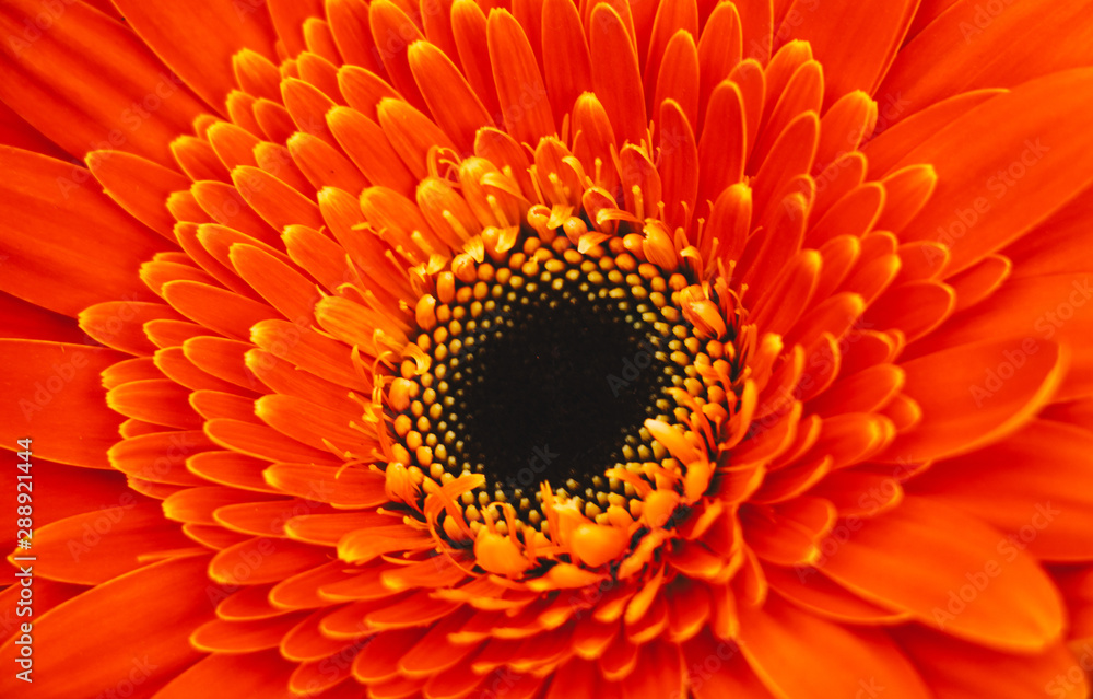 orange flower on black background