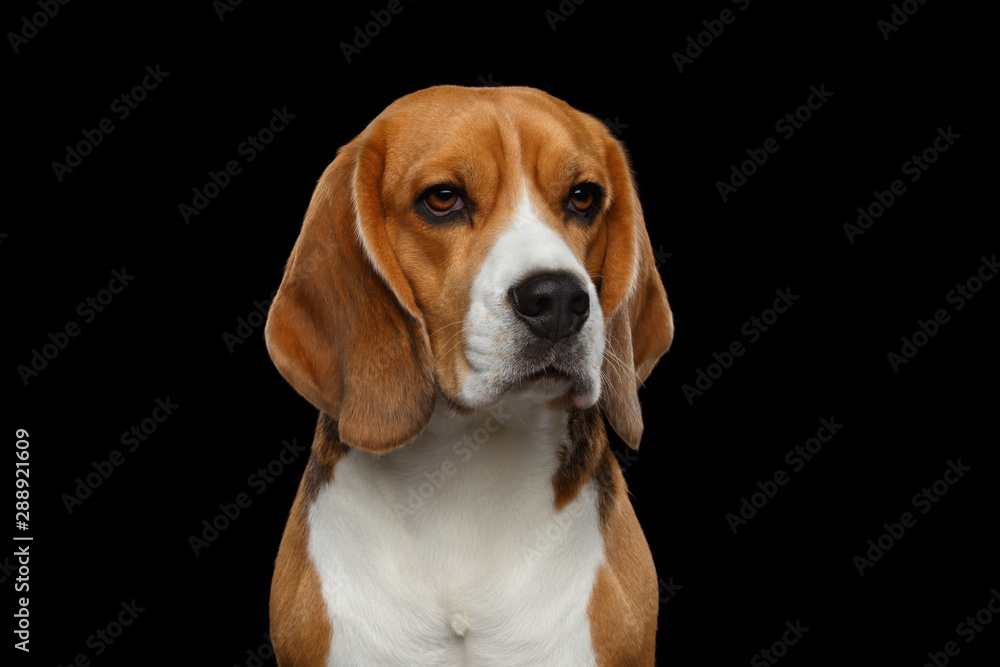 Closeup Portrait of Beagle Dog Satre Isolated on Black Background in studio