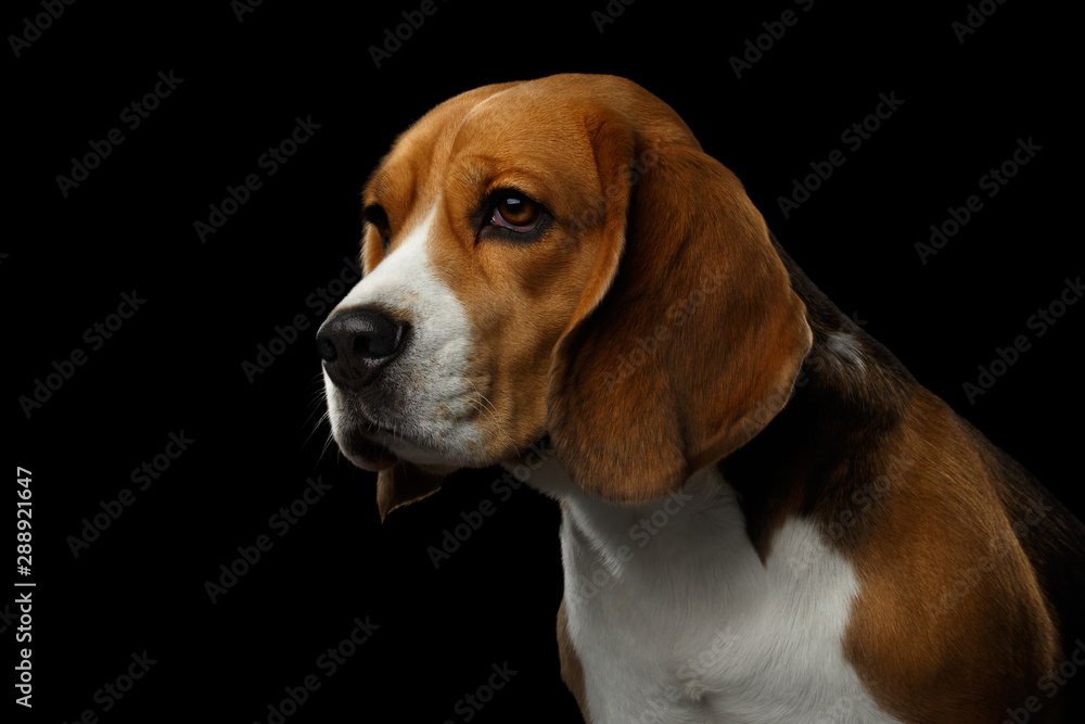 Closeup Portrait of Beagle Dog Looks Sad Isolated on Black Background, profile view