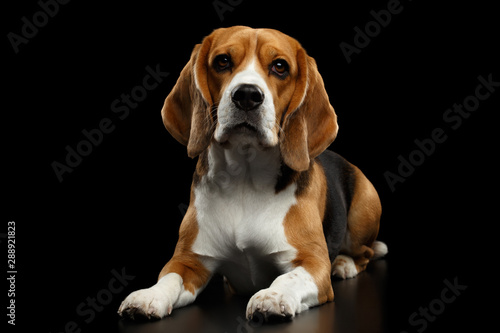 Purebred Beagle Dog Lying and Looking in Camera Isolated on Black Background, front view