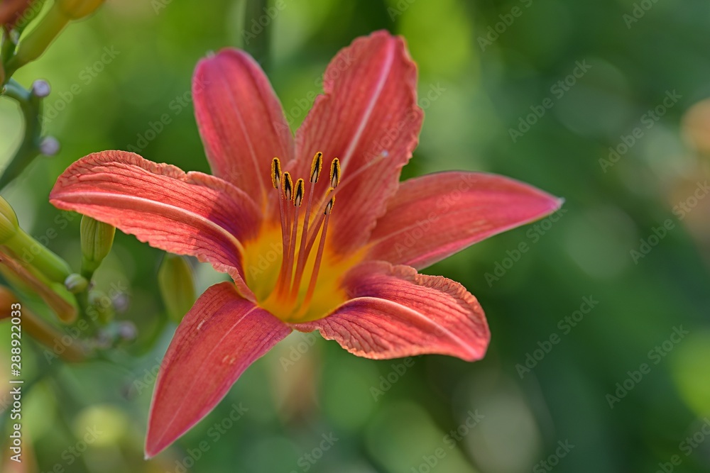 blooming daylily in summer in the garden