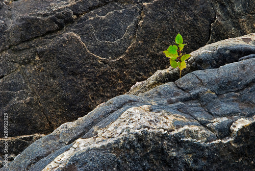 Quaking aspen sapling (Populus tremuloides) growing from crevice in rock on island in the Georgian Bay, Ontario.