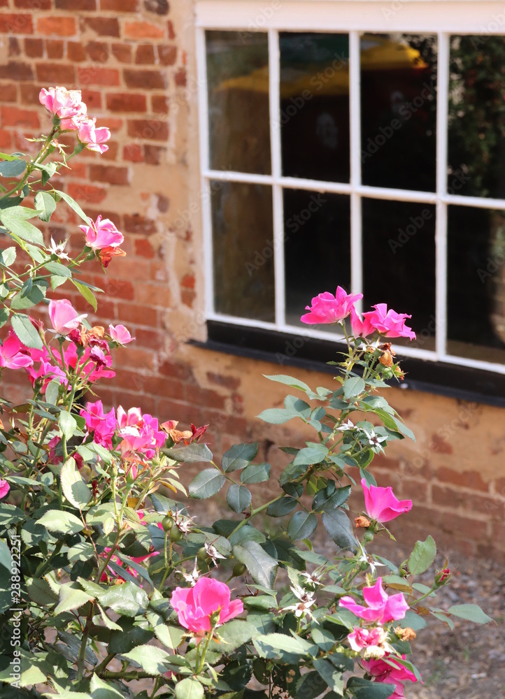 Naklejka premium Pink Flowers and Window