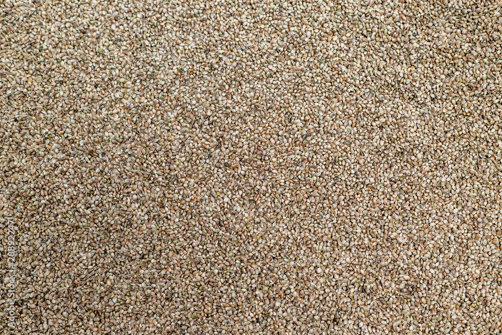 Background texture of CBD hemp seeds. Background texture of CBD hemp seeds.