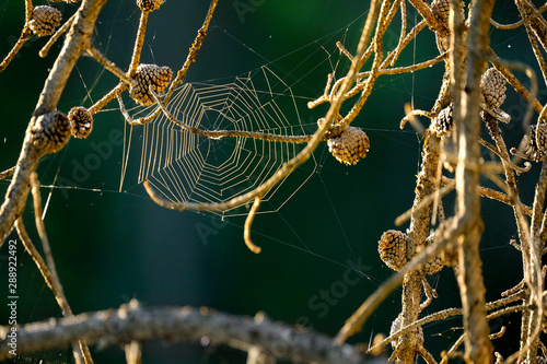 Spider Web in Pine Tree Branches in Early Morning Light