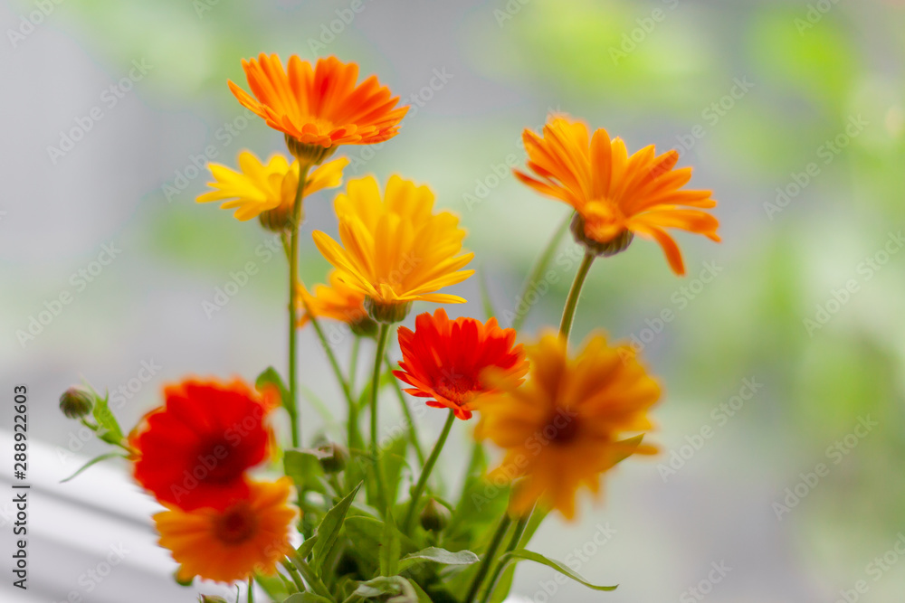 Orange and yellow flowers on a blurred background. Selective focus. Calendula. Orange and yellow flowers on a blurred background. Selective focus. Calendula.