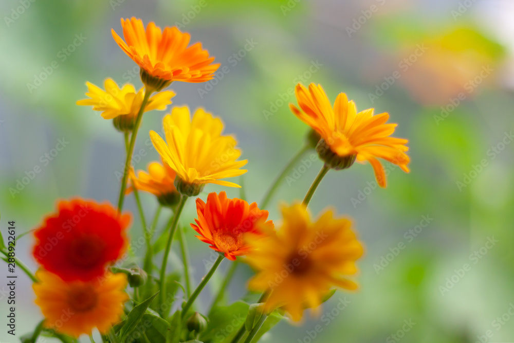 Orange and yellow calendula flowers on a blurred background. Selective focus. Orange and yellow calendula flowers on a blurred background. Selective focus.
