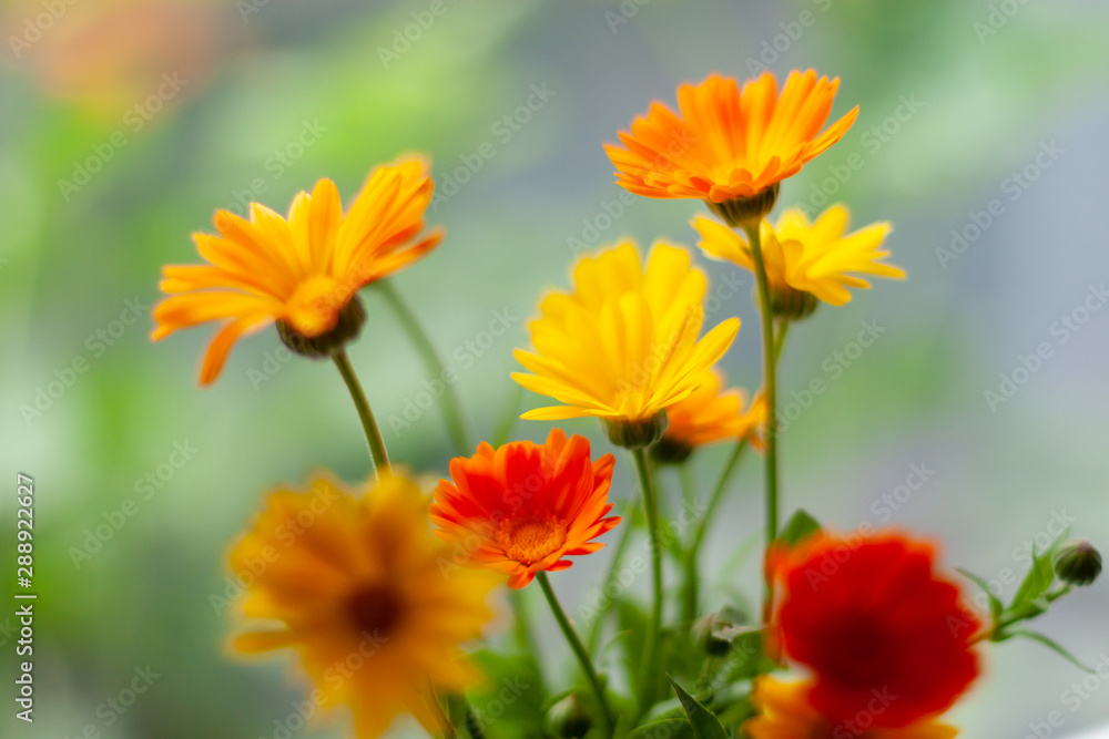 Orange and yellow calendula flowers on a blurred background. Selective focus. Orange and yellow calendula flowers on a blurred background. Selective focus.