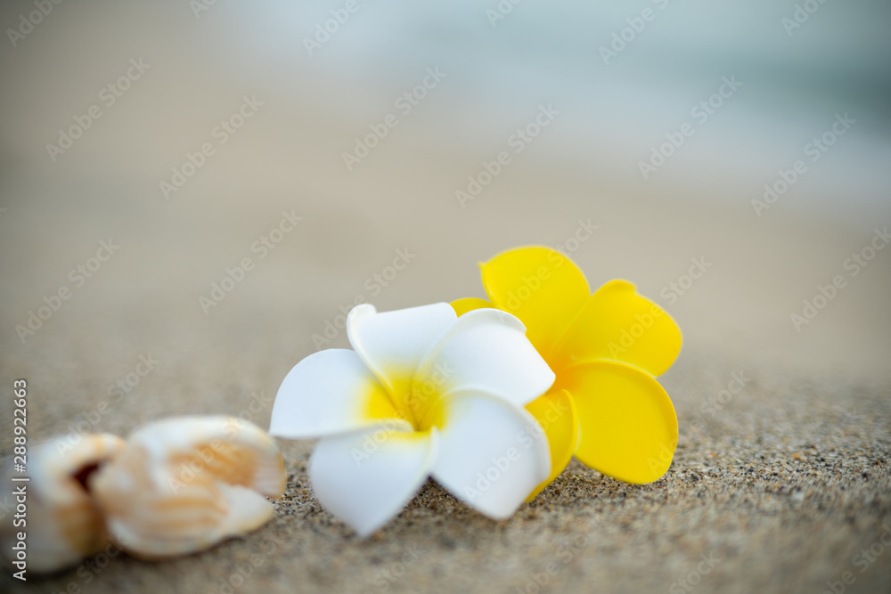 砂浜とプルメリアの花 砂浜とプルメリアの花