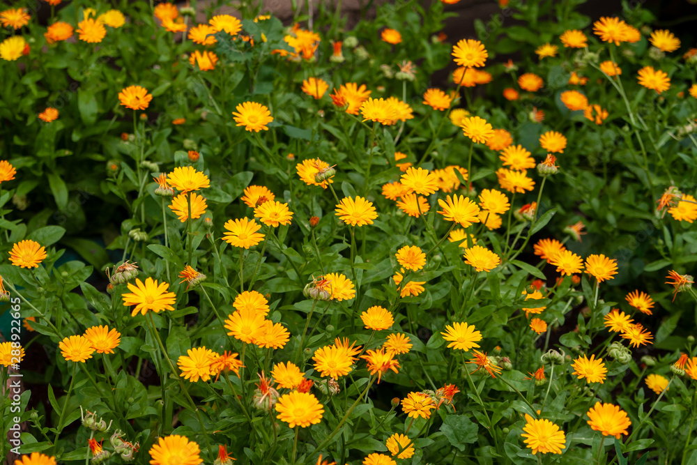 Calendula. Joyful flowers. Flowerbed with orange and yellow flowers.