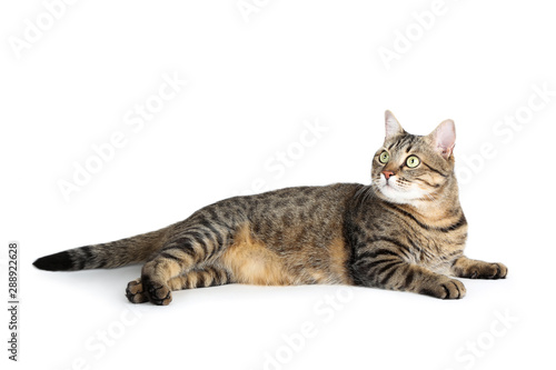 Beautiful cat lying on white background
