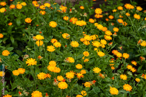 Calendula. Joyful flowers. Flowerbed with orange and yellow flowers.