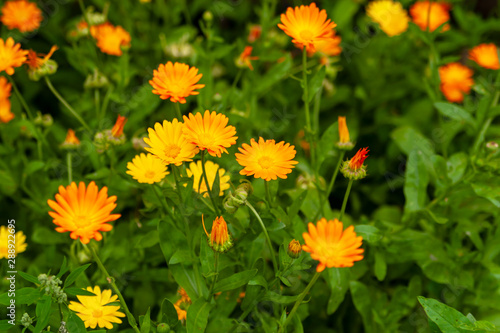 Calendula Joyful flowers. Flowerbed with orange and yellow flowers in the summer afternoon.