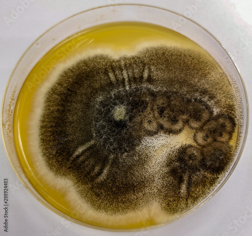 Aspergillus niger on Sabouraud's dextrose agar (SDA) at 25 celsius 5 day