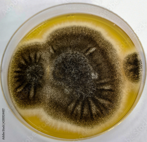 Aspergillus niger on Sabouraud's dextrose agar (SDA) at 25 celsius 5 day