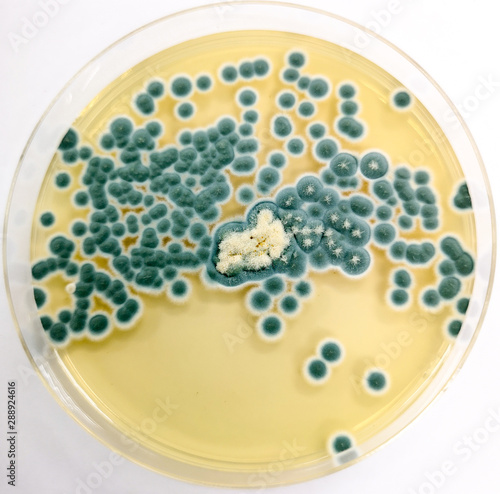 Penicillium sp. on Sabouraud's dextrose agar (SDA) incubated at 25 celsius 5 day