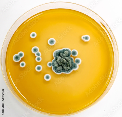 Penicillium sp. on Sabouraud's dextrose agar (SDA) incubated at 25 celsius 5 day