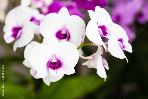 Nature of white orchids in the garden area Green background  blur bokeh