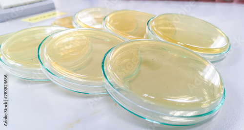 Vászonkép Nutrient agar for culture Bacteria