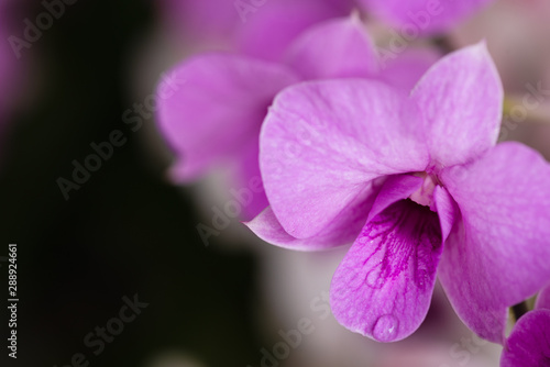 Nature of fresh purple orchids in the garden area, black background