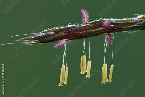 Dew-covered flowers of big bluestem grass (Andropogon gerardii), showing yellow anthers (male) dangling beneath magenta-colored stigmas (female). photo