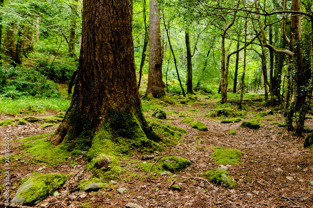 trees in the forest trees in the forest