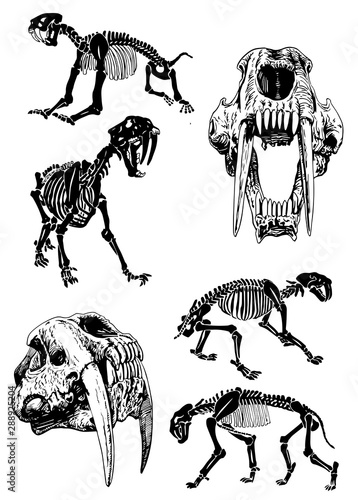 Graphical set of skeletons of saber-toothed tiger on white background,vector illustration, anthropology photo