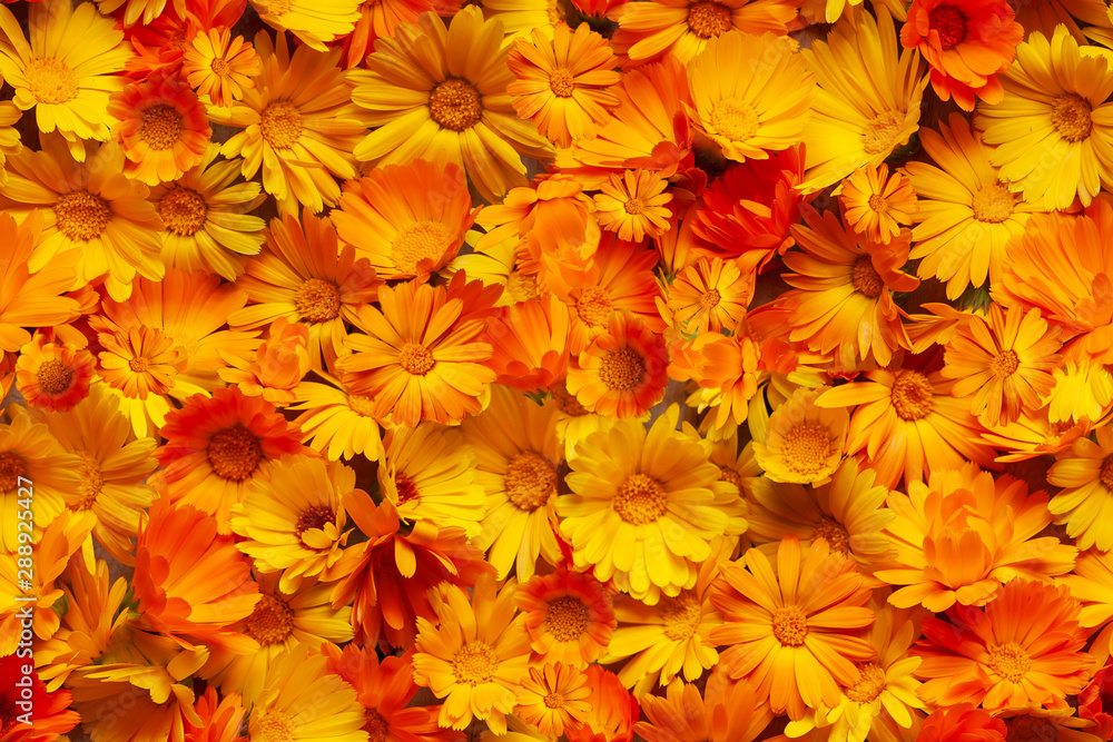 Yellow and orange calendula flowers as a background. Calendula is a joyful flower. Seamless background. Yellow and orange calendula flowers as a background. Calendula is a joyful flower. Seamless background.
