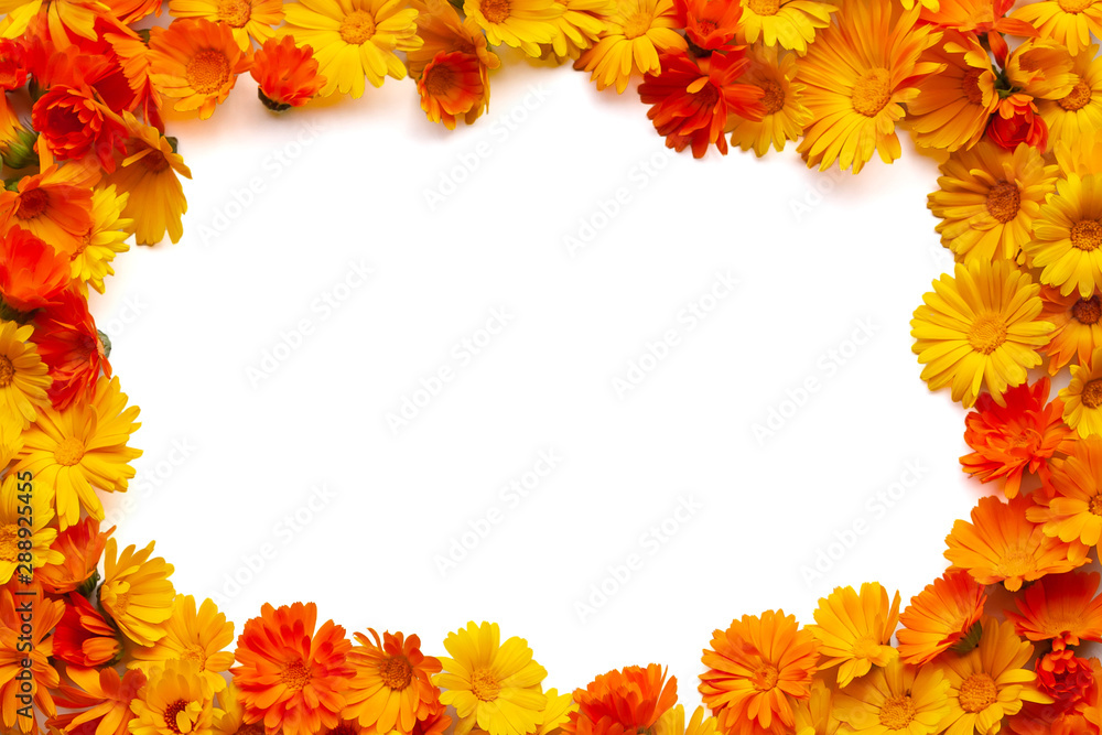 Calendula is a joyful flower. Frame of yellow and orange calendula flowers isolated on white. Calendula is a joyful flower. Frame of yellow and orange calendula flowers isolated on white.