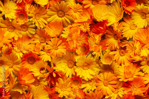 Yellow and orange calendula flowers as a background. Calendula is a joyful flower. Seamless background. © Ilmar