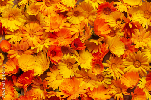 Calendula is a joyful flower. Yellow and orange calendula flowers as a backgr...