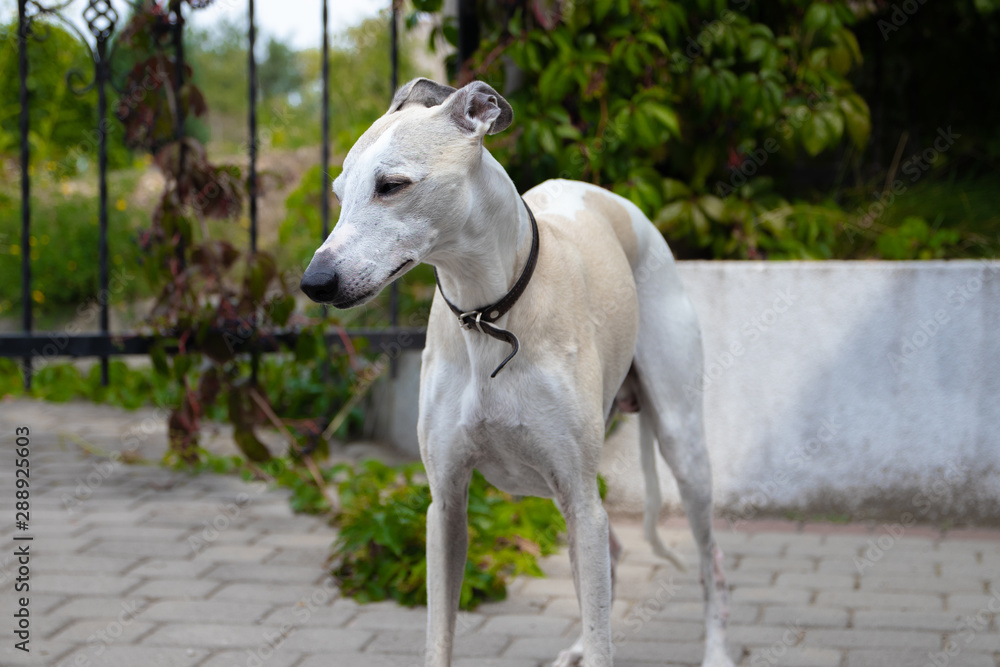 A ten-year-old male dog Whippet walks in the courtyard of the house. Summer. Sunny day. A ten-year-old male dog Whippet walks in the courtyard of the house. Summer. Sunny day.