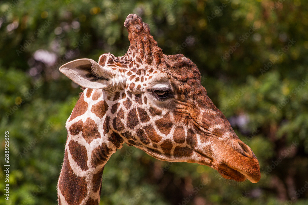 Fototapeta premium Giraffe