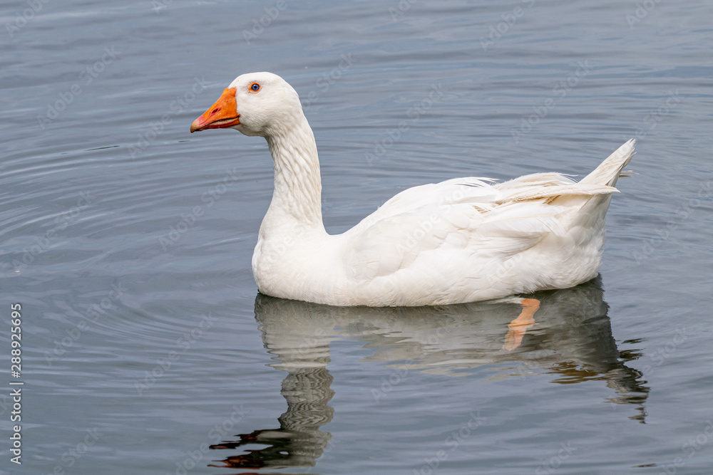 Goose (greylag anser anser) with white plumage and blue eyes Goose (greylag anser anser) with white plumage and blue eyes