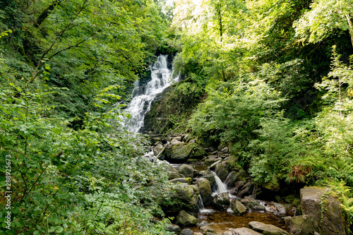 Forest in Ireland
