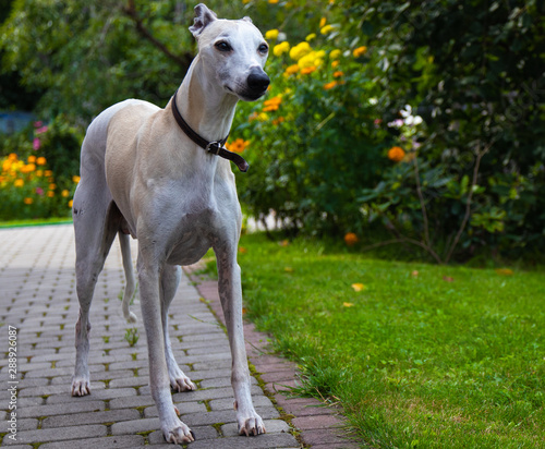 A ten-year-old male dog Whippet walks in the courtyard of the house. Summer. Sunny day.